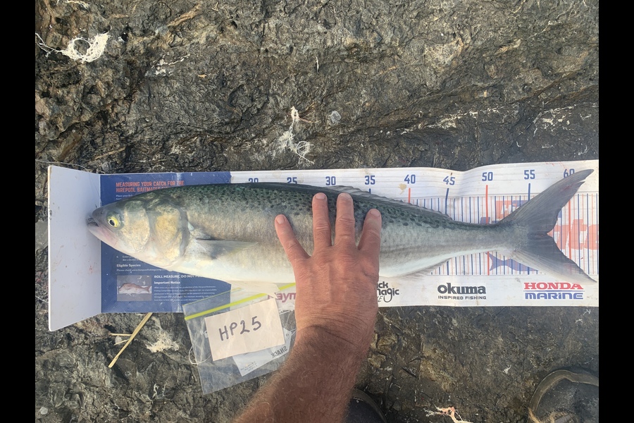 Mark Piskulic caught this 57.0cm Kahawai at Northland during The Export NZ Fishing Competition